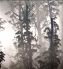 Giant Trees - Tasmania's world class forest giants