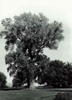 Populus deltoides subsp. monilifera Frimley 'The Frimley Poplar' 1969, Frimley Park, Hastings. Photographer S.W. Burstall