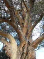 Notable Trees