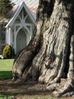 Macrocarpa, St Barnabas Church, Stoke