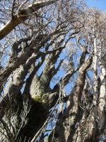 Populus nigra 'Italica'