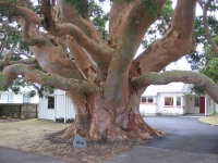 Angophora costata - Hobsonville. Image credit: Brad Cadwallader