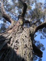 Eucalyptus seiberi - silver ash Church Hill, Nelson. 