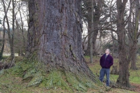 The 'Grey Pine' at Geraldine. Photographer Fleur Gaston.