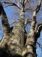 162 year old tulip tree (NNR/087) at Isel Park, Nelson prior to being significantly damaged in a recent storm.