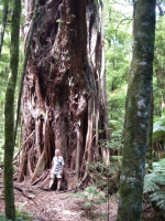 The 'Phantom' northern rata above Lake Okataina, Rotorua.