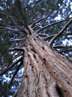 Giant sequoia OR/794 Milton, Otago