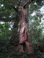 Podocarpus totara, a large old growth tree near Hapuku near Kaikoura