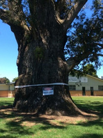 World Champion Eucalyptus MacArthurii Update