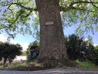 New National Champion Tulip Tree