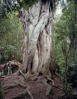 NZTR Lockdown QUIZ #3 – Our Indigenous Wonders