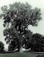 A Notable Poplar