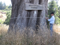 Measuring Trees