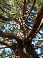 Sequoiadendron giganteum - giant sequoia