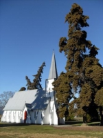 Cupressus sempervirens - Mediterranean cypress