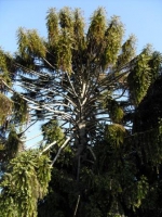 Araucaria bidwillii - Bunya Bunya