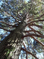 Sequoiadendron giganteum - giant sequoia