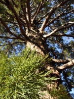 Sequoiadendron giganteum - giant sequoia