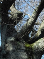 Quercus robur - English oak